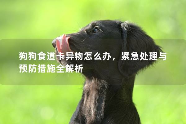 狗狗食道卡異物怎么辦，緊急處理與預(yù)防措施全解析