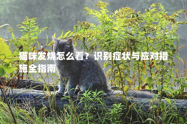 貓咪發(fā)燒怎么看？識別癥狀與應(yīng)對措施全指南