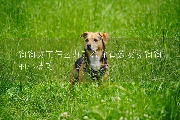 狗狗哭了怎么辦？教你有效安撫狗狗的小技巧