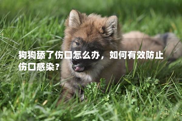 狗狗舔了傷口怎么辦，如何有效防止傷口感染？