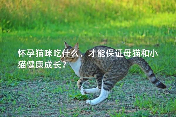 懷孕貓咪吃什么，才能保證母貓和小貓健康成長？
