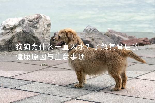 狗狗為什么一直喝水？了解其背后的健康原因與注意事項