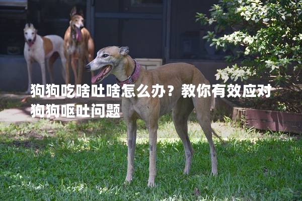 狗狗吃啥吐啥怎么辦？教你有效應(yīng)對(duì)狗狗嘔吐問(wèn)題