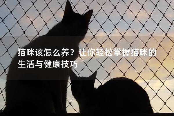 貓咪該怎么養(yǎng)？讓你輕松掌握貓咪的生活與健康技巧