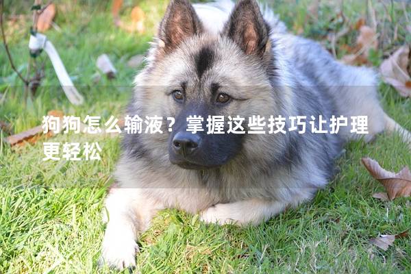 狗狗怎么輸液？掌握這些技巧讓護(hù)理更輕松