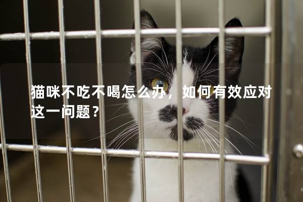 貓咪不吃不喝怎么辦，如何有效應對這一問題？