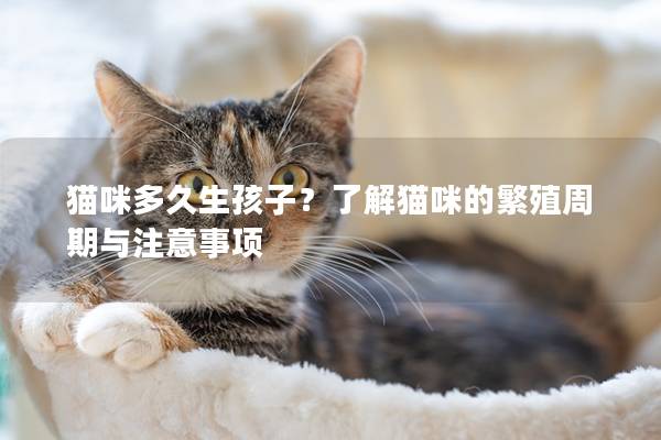 貓咪多久生孩子？了解貓咪的繁殖周期與注意事項