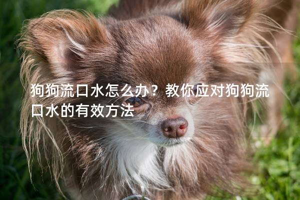 狗狗流口水怎么辦？教你應對狗狗流口水的有效方法