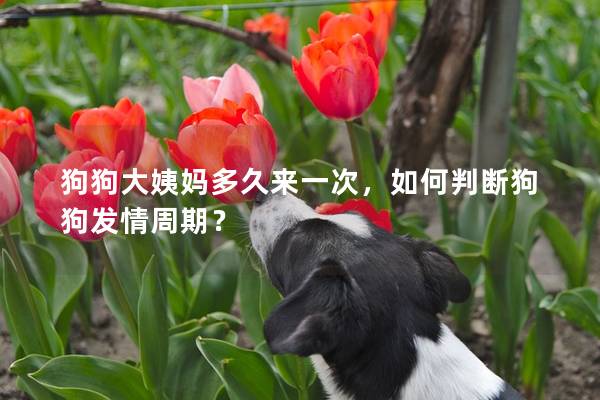 狗狗大姨媽多久來一次，如何判斷狗狗發(fā)情周期？