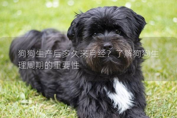 狗狗生產(chǎn)后多久來月經(jīng)？了解狗狗生理周期的重要性