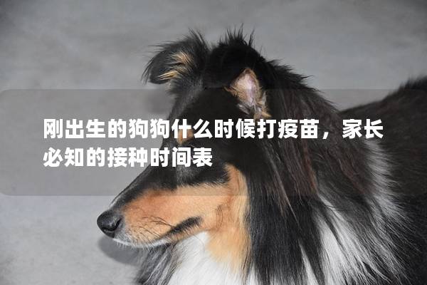剛出生的狗狗什么時(shí)候打疫苗，家長(zhǎng)必知的接種時(shí)間表