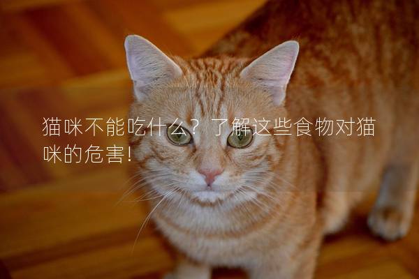 貓咪不能吃什么？了解這些食物對貓咪的危害!
