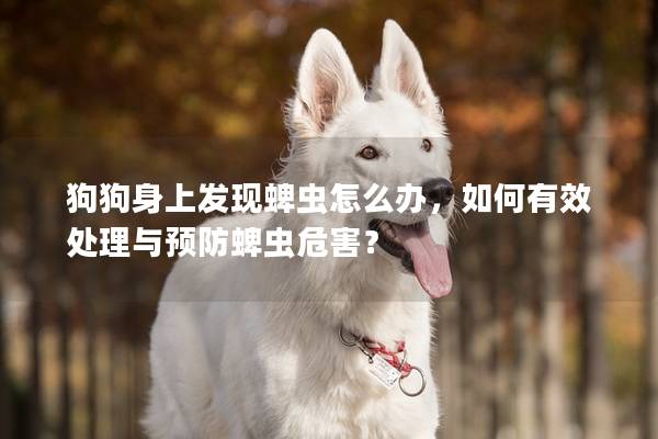 狗狗身上發(fā)現(xiàn)蜱蟲怎么辦，如何有效處理與預(yù)防蜱蟲危害？