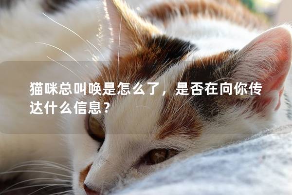 貓咪總叫喚是怎么了，是否在向你傳達(dá)什么信息？
