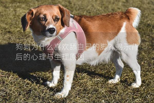 狗狗為什么喜歡舔自己的腳？揭示背后的心理與生理原因