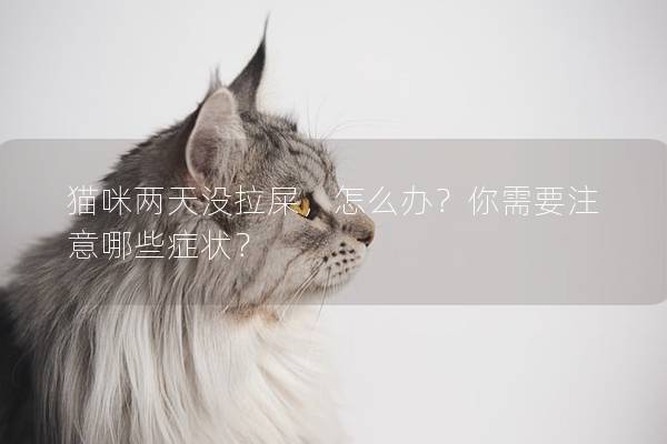 貓咪兩天沒拉屎，怎么辦？你需要注意哪些癥狀？