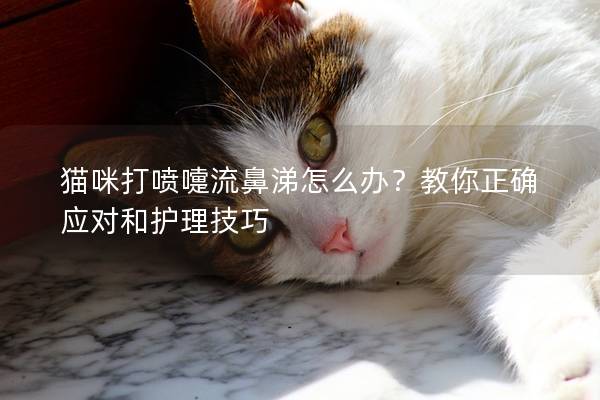 貓咪打噴嚏流鼻涕怎么辦？教你正確應對和護理技巧