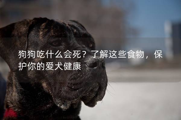 狗狗吃什么會死？了解這些食物，保護你的愛犬健康