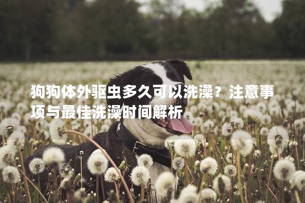 狗狗體外驅(qū)蟲多久可以洗澡？注意事項(xiàng)與最佳洗澡時間解析