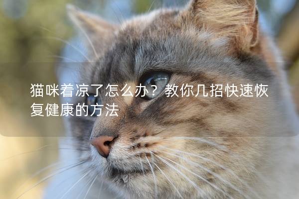 貓咪著涼了怎么辦？教你幾招快速恢復(fù)健康的方法