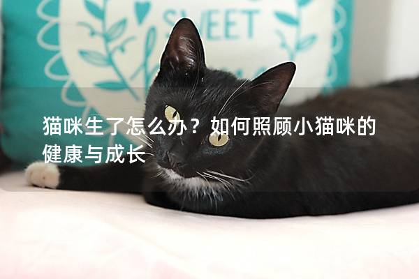 貓咪生了怎么辦？如何照顧小貓咪的健康與成長