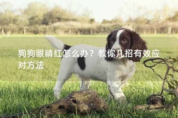 狗狗眼睛紅怎么辦？教你幾招有效應(yīng)對方法