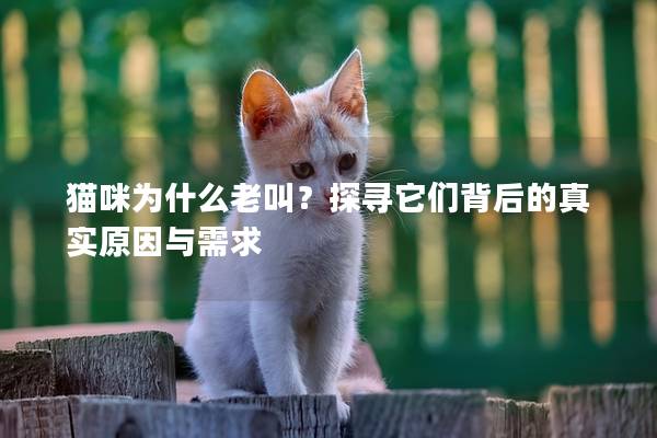 貓咪為什么老叫？探尋它們背后的真實(shí)原因與需求