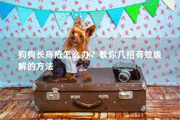 狗狗長(zhǎng)痔瘡怎么辦？教你幾招有效緩解的方法