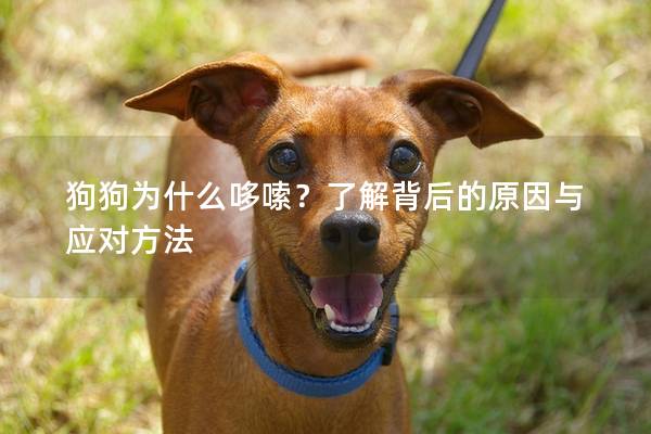 狗狗為什么哆嗦？了解背后的原因與應對方法