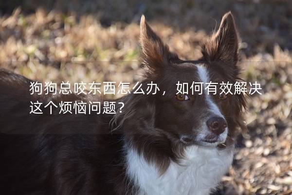 狗狗總咬東西怎么辦，如何有效解決這個煩惱問題？