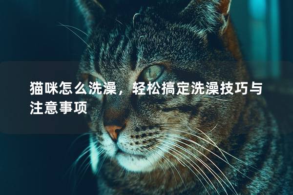 貓咪怎么洗澡，輕松搞定洗澡技巧與注意事項(xiàng)