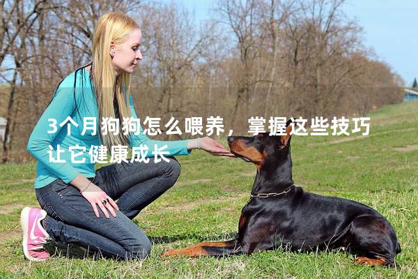 3個月狗狗怎么喂養(yǎng)，掌握這些技巧讓它健康成長