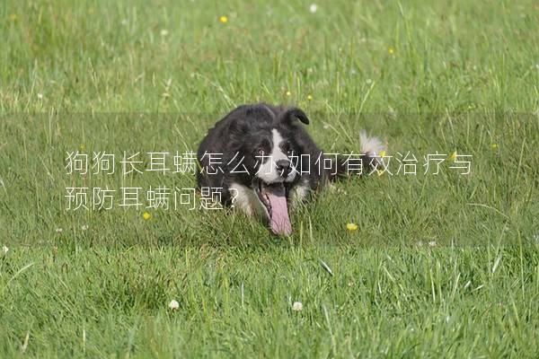 狗狗長耳螨怎么辦,如何有效治療與預(yù)防耳螨問題？