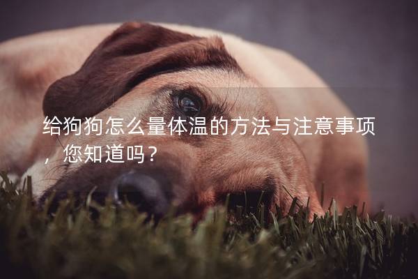 給狗狗怎么量體溫的方法與注意事項，您知道嗎？