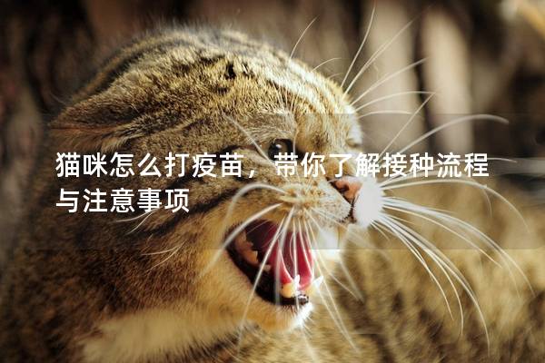 貓咪怎么打疫苗，帶你了解接種流程與注意事項