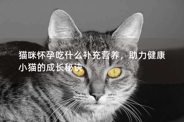 貓咪懷孕吃什么補充營養，助力健康小貓的成長秘訣