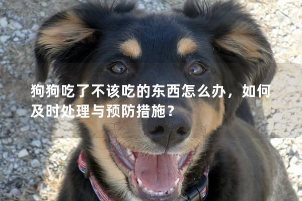狗狗吃了不該吃的東西怎么辦，如何及時處理與預(yù)防措施？