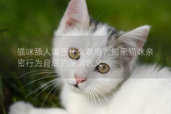 貓咪舔人嘴巴什么意思？揭示貓咪親密行為背后的深層含義