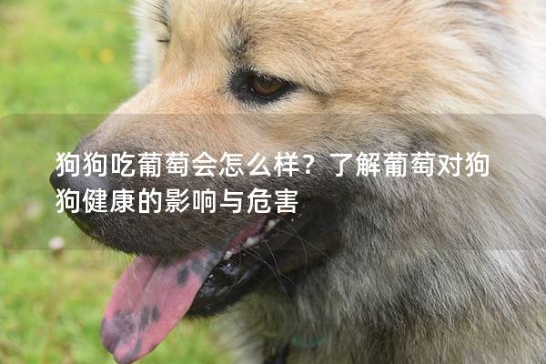 狗狗吃葡萄會怎么樣？了解葡萄對狗狗健康的影響與危害