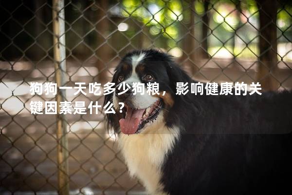 狗狗一天吃多少狗糧，影響健康的關鍵因素是什么？