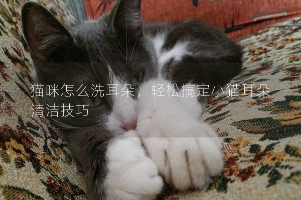 貓咪怎么洗耳朵，輕松搞定小貓耳朵清潔技巧