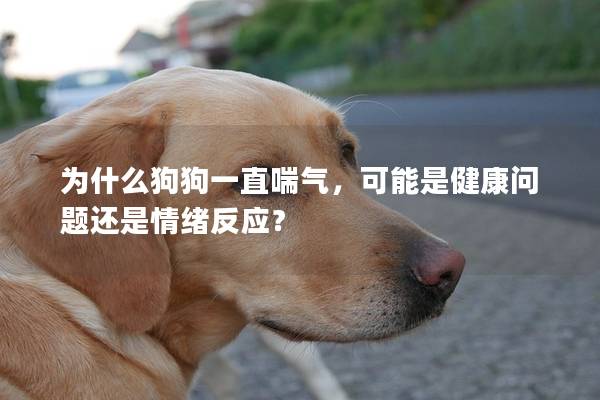 為什么狗狗一直喘氣,可能是健康問題還是情緒反應? 為什么狗狗一直喘氣,可能是健康問題還是情緒反應?