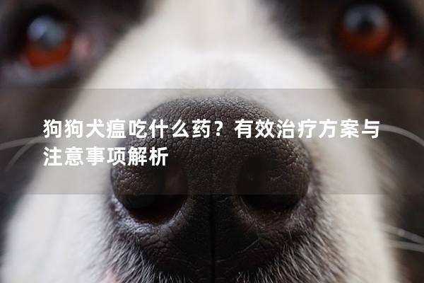 狗狗犬瘟吃什么藥?有效治療方案與注意事項解析 狗狗犬瘟吃什么藥?有效治療方案與注意事項解析