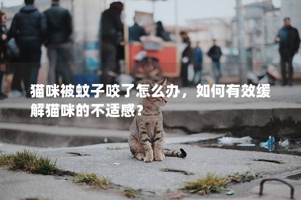 貓咪被蚊子咬了怎么辦，如何有效緩解貓咪的不適感？