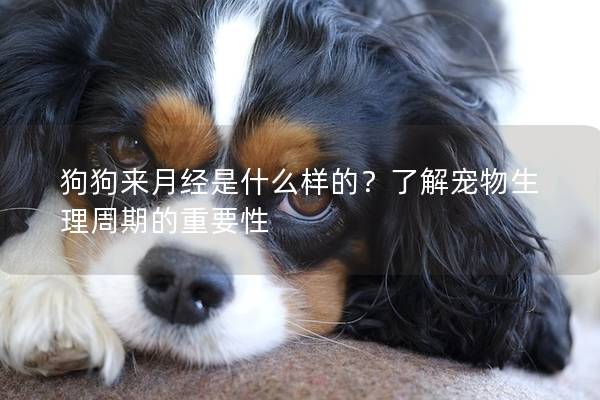 狗狗來月經是什么樣的？了解寵物生理周期的重要性