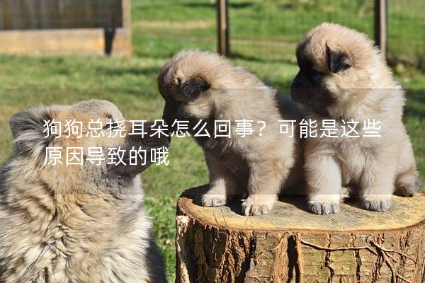 狗狗總撓耳朵怎么回事？可能是這些原因?qū)е碌呐?></em><p>狗狗總撓耳朵怎么回事？可能是這些原因?qū)е碌呐?/p><span>2025-03-07</span></a></li> 
                                            </ul>
                                        </div>

                                        <div   id=