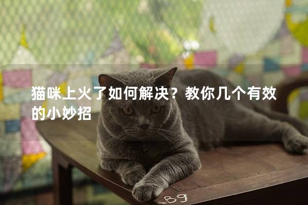 貓咪上火了如何解決？教你幾個有效的小妙招