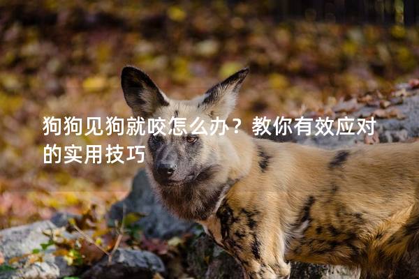 狗狗見狗就咬怎么辦？教你有效應對的實用技巧