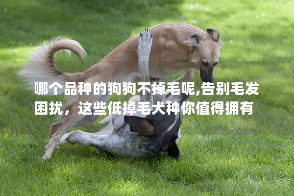 哪個品種的狗狗不掉毛呢,告別毛發(fā)困擾，這些低掉毛犬種你值得擁有