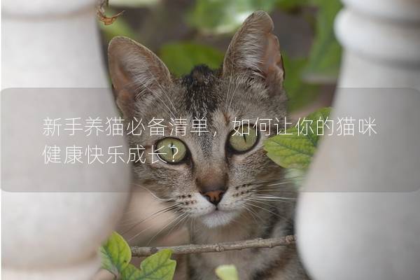 新手養(yǎng)貓必備清單，如何讓你的貓咪健康快樂(lè)成長(zhǎng)？
